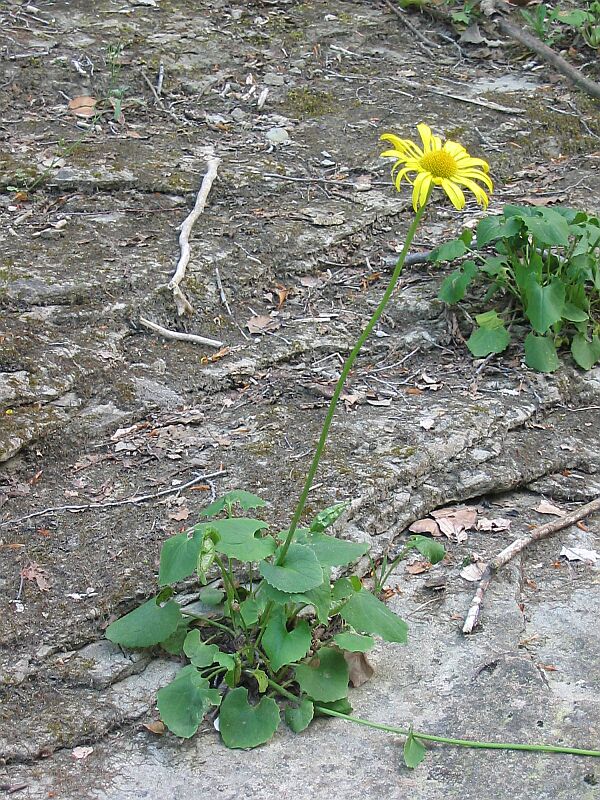 Dorionicum columnae / Doronico di Colonna